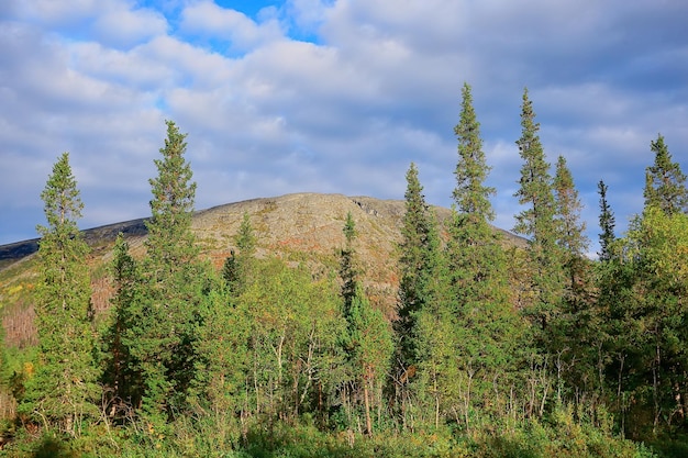 summer landscape in forest background panorama nature summer season landscape trees