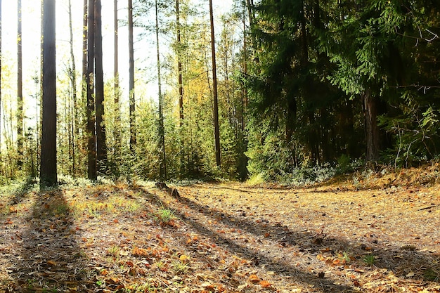 summer landscape in forest background panorama nature summer season landscape trees