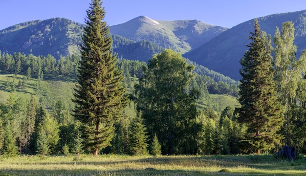 Summer landscape, forest and mountain peaks