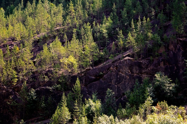 Summer landscape forested mountain slope rocks sun rays