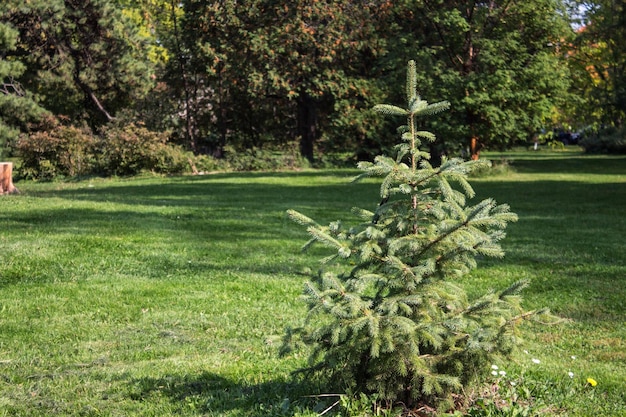 Foto paesaggio estivo di erba e pini spazio per il testo alberi verdi erba in un parco