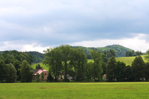 夏の風景。緑の草と青い空。