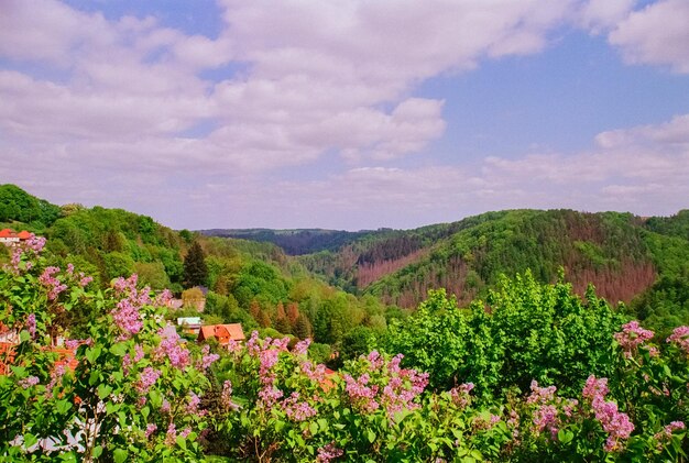 Foto montagne verdi del paesaggio estivo