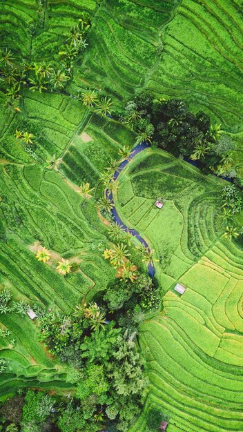 夏の風景、緑の山々