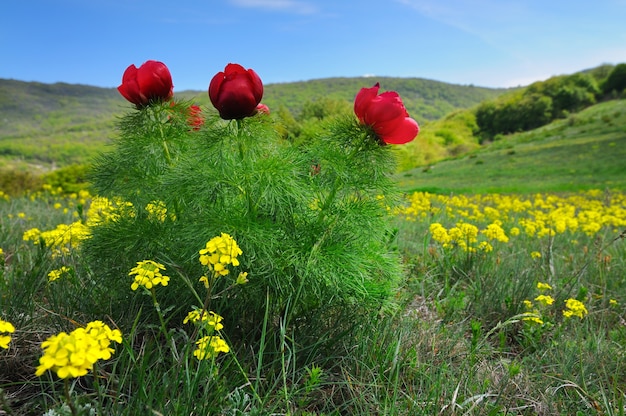 Paesaggio estivo, colline e prati con erba verde cosparsa di fiori di papavero rosso e denti di leone