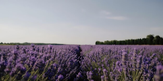 Летний пейзаж лавандового поляКрасочный летний шаблон Концепция отдыха Генеративный ИИ