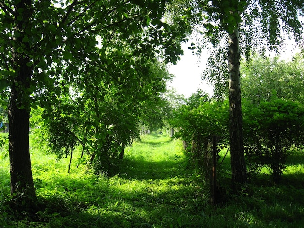 木々や茂みのある小さな田舎の通りの夏の風景