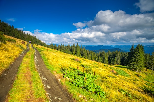 Summer landscape of mountain path