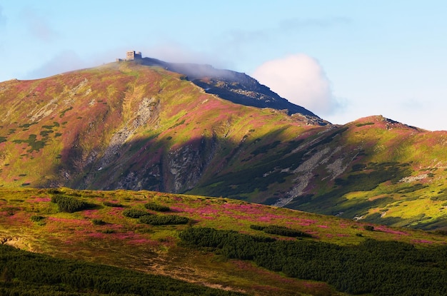 Summer landscape in the mountains