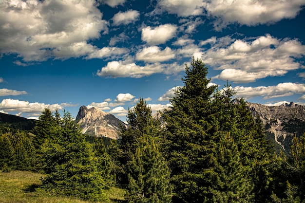 Summer landscape in the nature