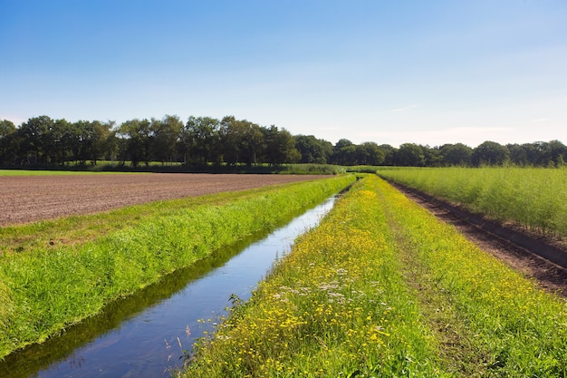 Summer landscape in the Netherlands with green meadow and calm stream