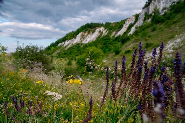 写真 緑の牧草地と丘陵地帯の夏の風景