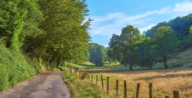 Summer landscape view of big trees small road in the countryside A path through nature grass blue sky and clouds A summer day secluded place along a neglected road and tree shade areas