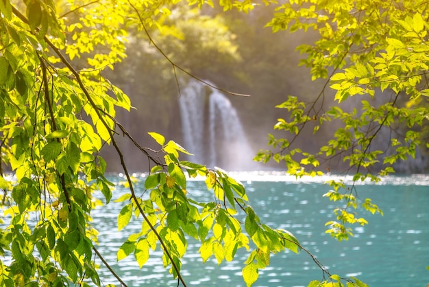 사진 나무 사이로 보이는 폭포와 푸른 물의 여름 풍경