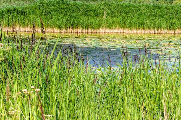 Summer landscape water lilys and reed in a pond