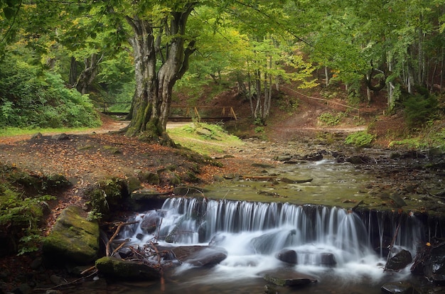 Summer landscape with a beautiful beech forest. Mountain stream with cascades. Carpathians, Ukraine, Europe