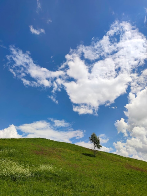 Summer landscape with a birch tree on a hill