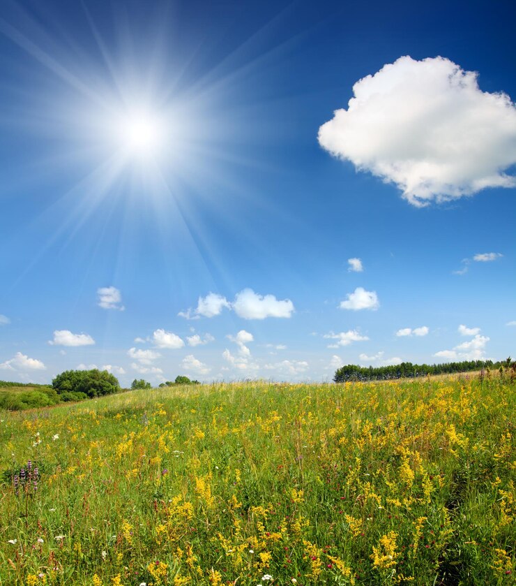 Photo summer landscape with blossom meadow