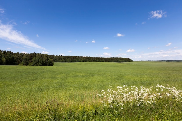 Photo summer landscape with blue sky and green grass, mid-summer on the agricultural field