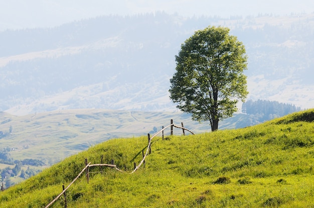 Foto paesaggio estivo con un recinto e un albero solitario su una collina di montagna