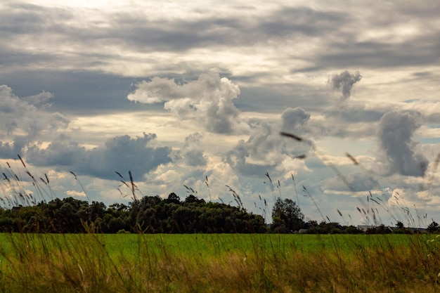 Summer landscape with field and clouds