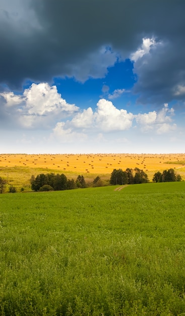 Summer landscape with field