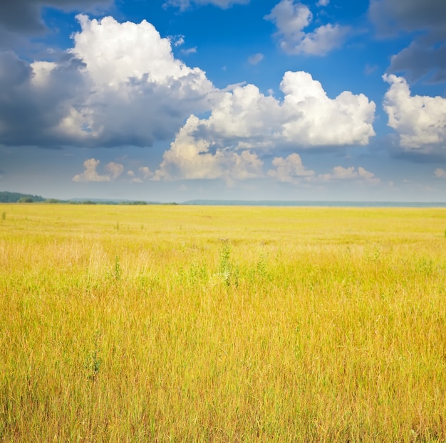 Summer landscape with field