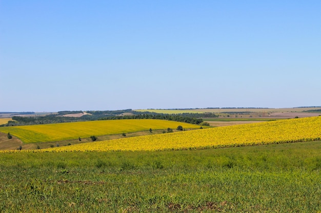 Summer landscape with fields and hills