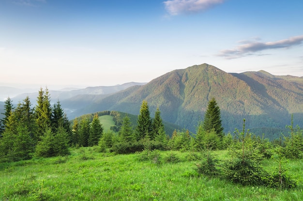 山のモミの森と夏の風景