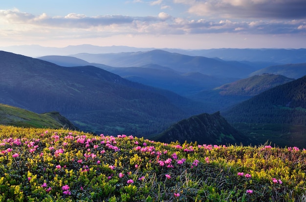 Summer landscape with flowers of rhododendron in the mountains. Carpathian mountains, Ukraine