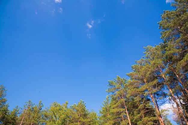 Summer landscape with forest and blue sky