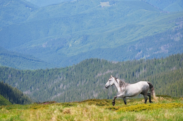 Summer landscape with a gray horse in a mountain valley