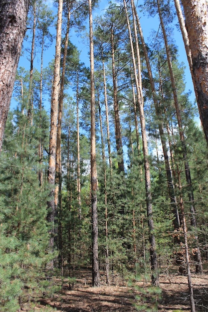 Summer landscape with green forest and pines