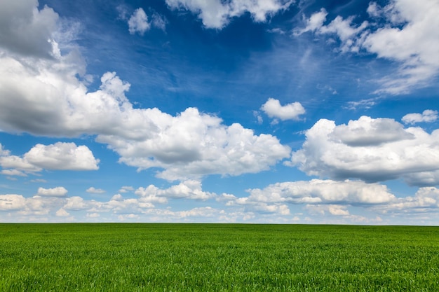 Paesaggio estivo con erba verde e cielo nuvoloso blu