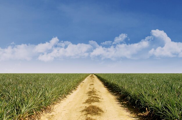 Photo summer landscape with green grass and blue sky