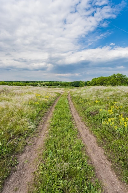 Summer landscape with green grass