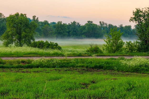 Summer landscape with green misty meadow trees and sky Fog on the grassland at morning