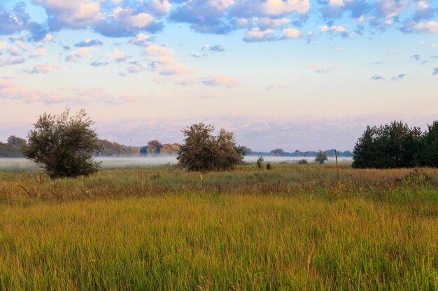 Paesaggio estivo con prato nebbioso verde, alberi e cielo. nebbia sui prati al mattino