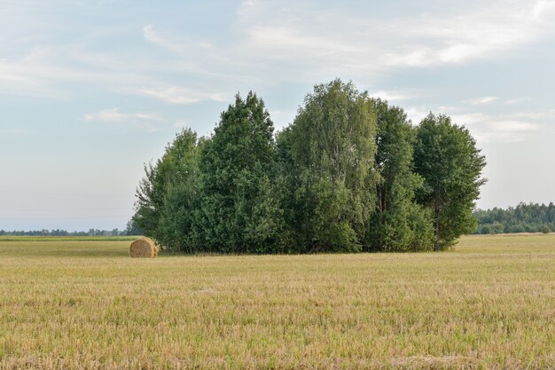 緑の木のある夏の風景。麦畑の木。