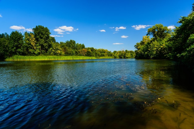 Summer landscape with the green trees and river