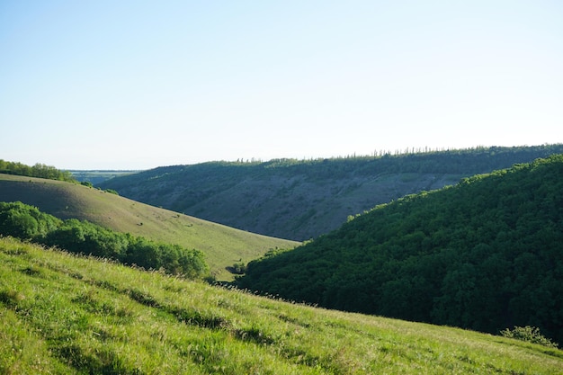 Paesaggio estivo con campo verde collinare e foresta in lontananza.