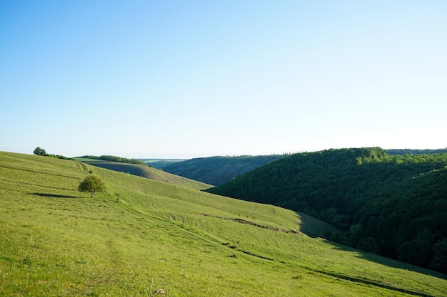 丘陵の緑の野原と遠くの森のある夏の風景