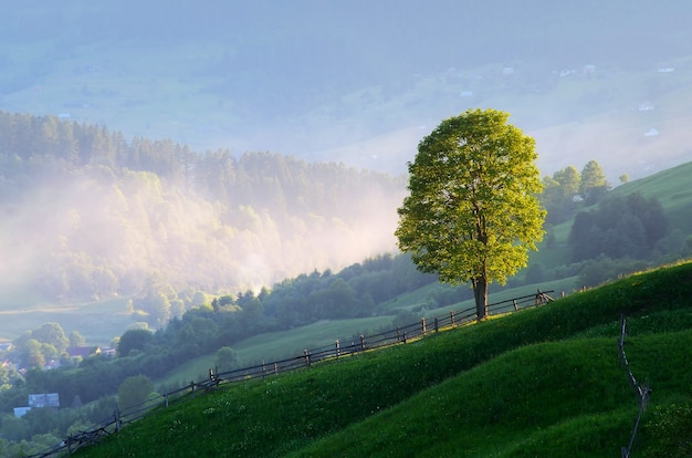 Summer landscape with a lone tree