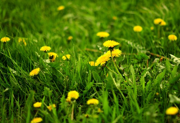 Paesaggio estivo con prato di fiori di tarassaco. messa a fuoco selettiva