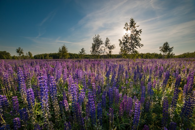 ルピナスの花の牧草地、晴れた日、雲と青い空と夏の風景