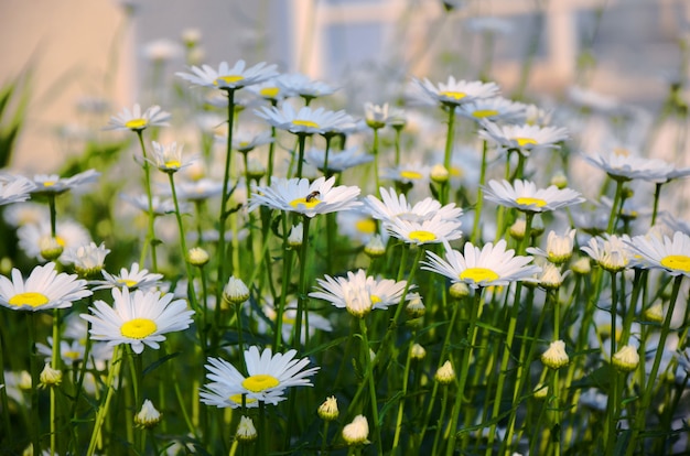 写真 カモミールの花の牧草地の夏の風景。