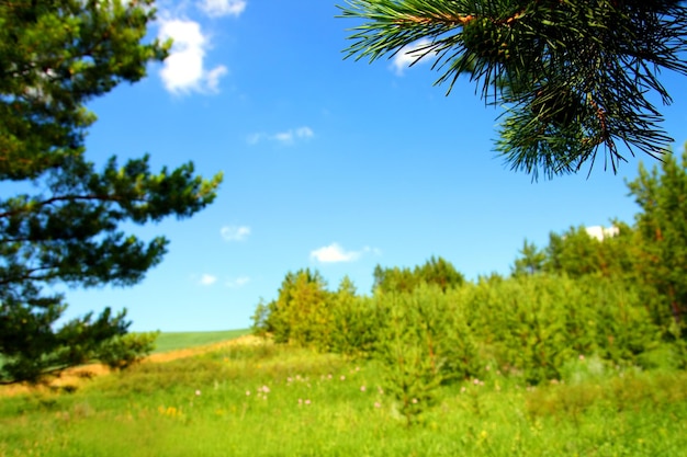 Summer landscape with pine branch