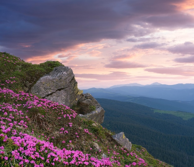 Paesaggio estivo con fiori rosa in montagna