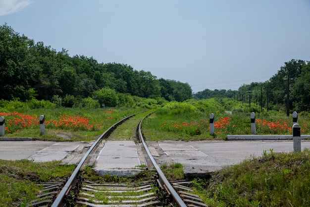 鉄道の交差点と咲く赤いポピーと夏の風景