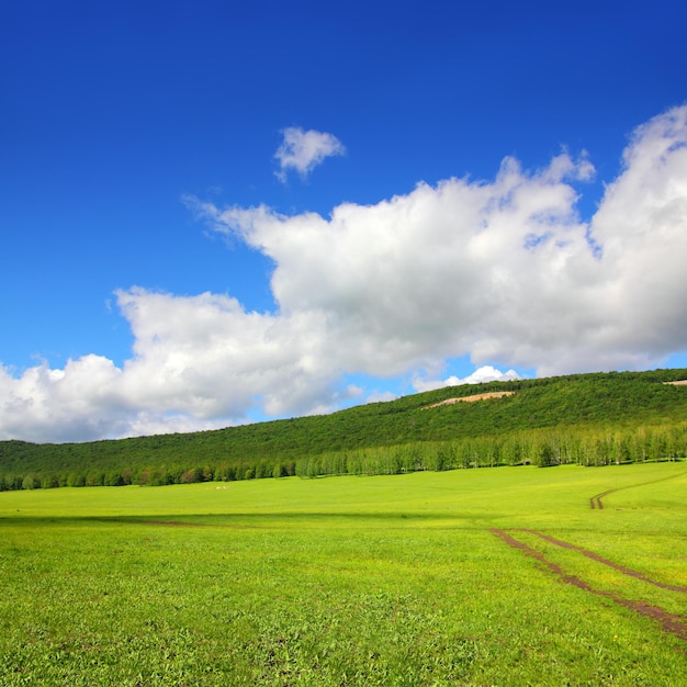 Paesaggio estivo con strada